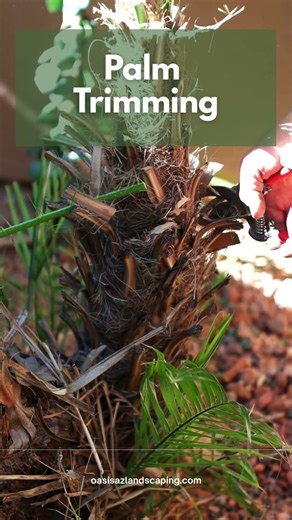Palm Trimming in Arizona (Clean, Safe, Professional Results)