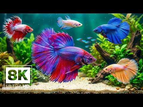 OCEAN WONDERS 8K ULTRA HD – Amazing Coral Kingdom & Relaxing Ocean Ambience