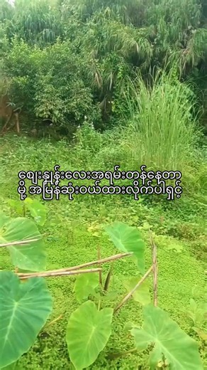 #မူဆယ်မြို့တစ်နေရာ😘😘😘 #အိမ်ခြံမြေအကျိုးဆောင်ပါရှင့်