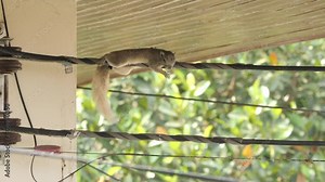 Squirrel Resting On Electrical Wire Under House Roof