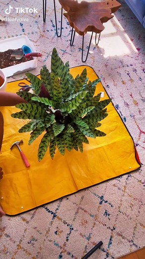 TikTok - Make Your Day