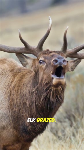 NATURE'S GUARDIANS #thewolfoflegacy #facts #viral #wolves