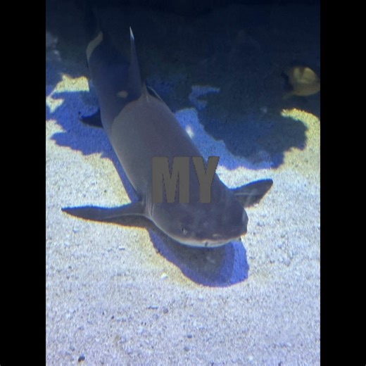 Shark Parties: A Look into the Underwater Club Life