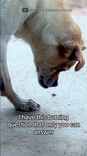 Should I be Worried about My Dog Eating Ants? 😬