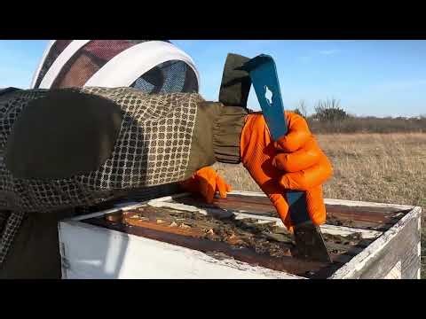 Check for queen cells