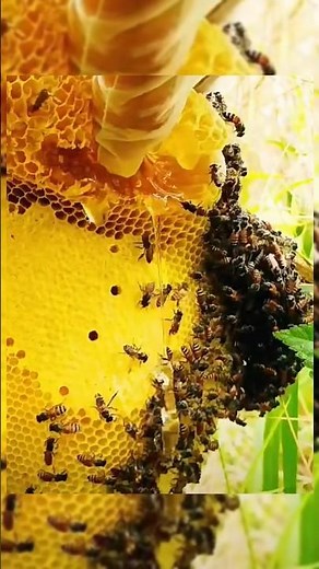 What Happens If a Queen Bee Dies? 🐝 | Hive Chaos Explained