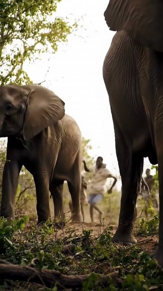 Elephants chase people through the forest