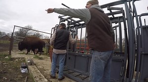 Cross Timbers Bison - We FINALLY finished our bison handling system on the farm. That means, it's time to work our bison for the first time on our own farm. It's been a long time coming with a lot of hard work and a lot of time that has gone into building this handling facility. All of our bison receive their spring vaccinations in this video and the females are preg-checked. Order your t'shirt here!! https://www.crosstimbersbison.com/ Visit our cabins here!! https://www.rockypointcabins.com/ De