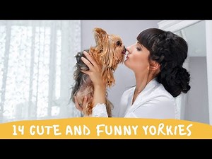 Funny Yorkie Videos Adorable Teacup Yorkie Puppy Videos Try Not To Laugh #living with teacup Yorkie