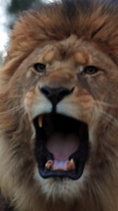 Meet Kasanga, our majestic African lion 🦁✨ Affectionately known at the Sanctuary as our “Disney lion”, Kasanga turns heads with his stunning looks and regal presence, stealing the spotlight every time! Did you know a lion’s mane can grow up to 16cm long? It’s not just for show! Kasangas impressive mane helps him look larger and more intimidating to potential rivals in the wild. Come and see the king himself in all his glory! 👑 https://bit.ly/bcsexperiences #TheBigCatSanctuary #Lion #Cats #BigC