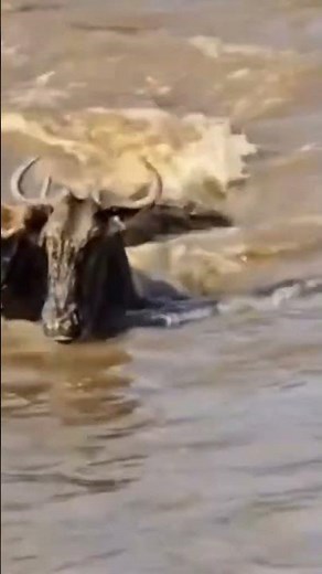 Wildebeests saving their lives from the crocodiles while crossing the river in Masai Mara