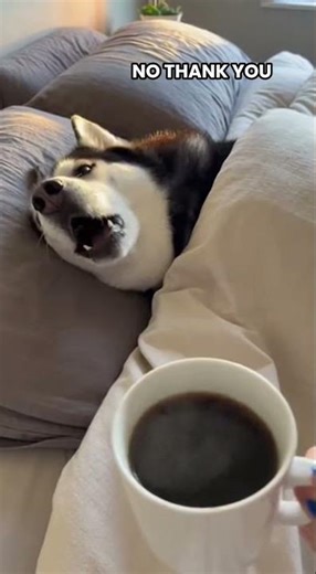 Husky Refuses to Wake Up on Monday - That PAW 😭💀 #shorts #funny #husky