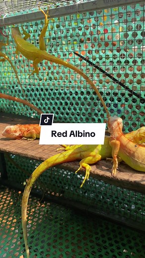 Discover the Unique Red Albino Iguana