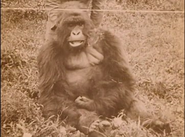 African Wildlife Safari: Baboons, Gorillas, and Zebras