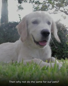 8.1K views · 59 reactions |  Keep your furry friends safe and healthy with our comprehensive FBS First Aid Kit for Dogs and Cats! 喙 Now offering FLAT 40% off on MRP. Try Now! | Fur Ball Storyᵀᴹ | Facebook