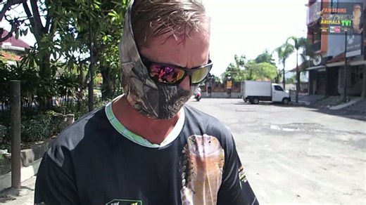 When House cat encounters large python in dangerous backyard confrontation