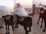 Overweight man tries to get on horse but the animal refuses