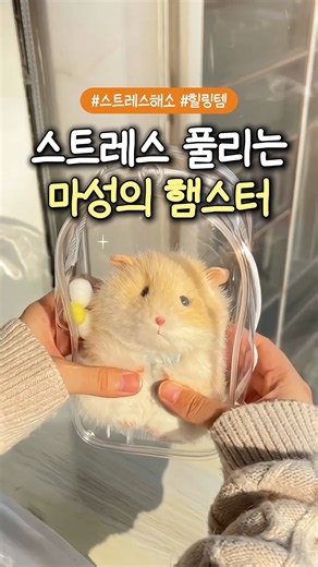 스트레스 싹 풀리는 마성의 햄스터🐹