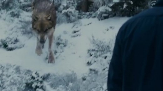 Seth Clearwater en su forma de lobo en Twilight Saga