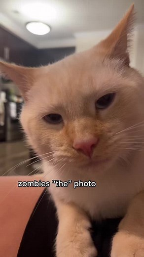 Adorable Cat's Expressions in Zombie Trend Video