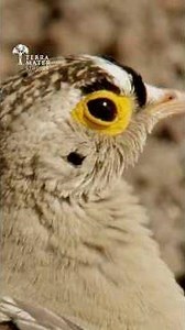 Red Necked Falcon's Insane Mid-Air Hunt