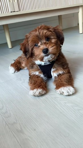 Milo the Havanese: A Cute Teddy Bear Companion
