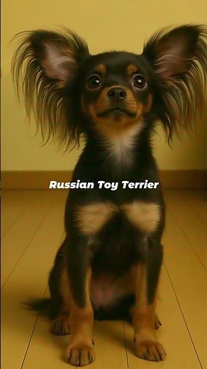 Russian Toy Terrier Puppy to Adult Transformation 🐾👑 | Elegant Russian Mini Companion