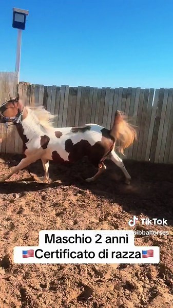 scuderiacassibbahorses su TikTok