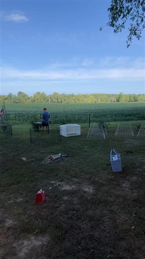 🚨 Sorting Time! 🚨 As summer winds down, we’re deep into the sorting season here at the barn. That means looking closely at every bird — deciding who makes the cut for the upcoming show string, and which ones will step into the role of next year’s breeders. 🐓✨This is one of the most exciting (and sometimes toughest) parts of the year. Every feather, stance, and little detail matters. The goal? Stronger type, better color, and birds that represent the very best of our program.We’ll be sharing u