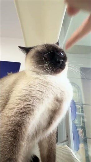 Title: Cuddling with Mi: A Siamese Cat's First Day Adventure