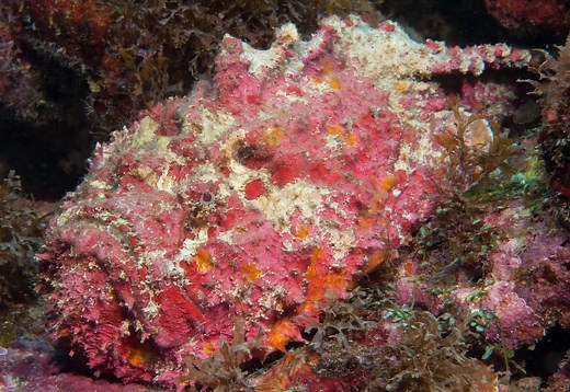 Reef Stonefish