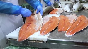 Could lab-grown salmon be the future of fish?