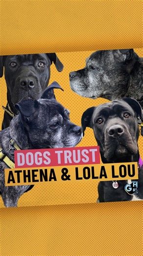 Introducing Athena and Lola Lou… 🥹🫶 Do you have room in your home (and heart) for a Cane Corso or Pug-Staffie? Ken Bruce is here to tell you more about his latest Underdogs… Learn more on our website. 🔗 | Greatest Hits Radio