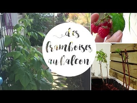 ✿ Planting a raspberry bush in a pot for the balcony