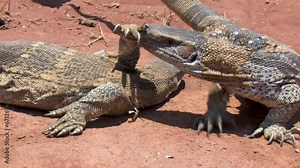 african Rock monitor lizards in the desert sun under the harsh sun