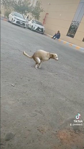 dog is dirty