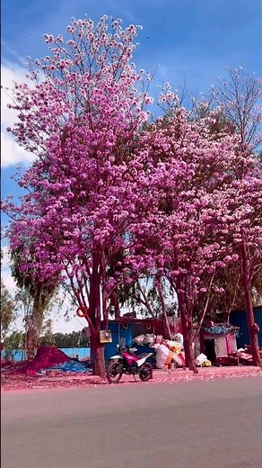 This Pink Flower Combo Will Blow Your Mind #flowers #gardendesign #gardening
