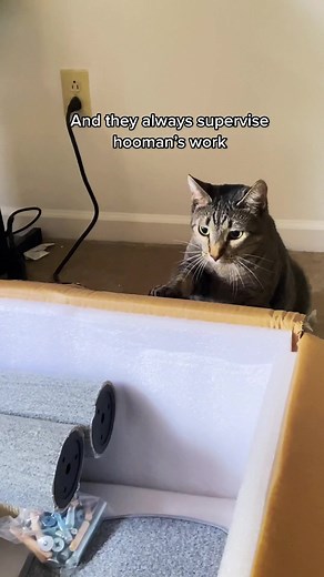 Watch me build a cat tree from the scratch 🤔 #cattree #tutorials #catsoftiktok #catperson #catcondo #catlover #cutecat #foryou #fypシ #learnhow