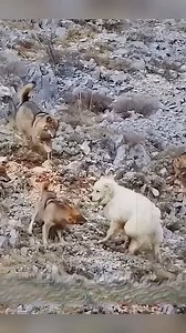 303K views · 6.8K reactions | Great Pyrenees vs. Coyotes pack ✨❤ #dog #herd #wolves ❤️ Tag your friends ❤️殺殺 who loves Great Pyrenees Follow us殺 | Sheriff Michel | Facebook