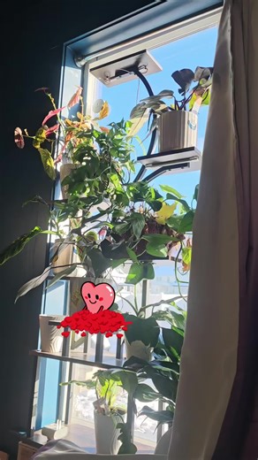 Just wanted to share a pretty sight. I love the houseplants in the window like this. #houseplants