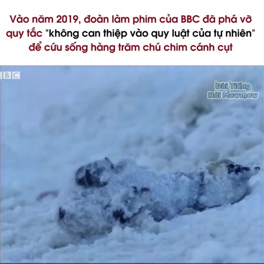 Đoàn làm phim BBC cứu chim cánh cụt: chuyện Chim Cánh Cụt Bobo