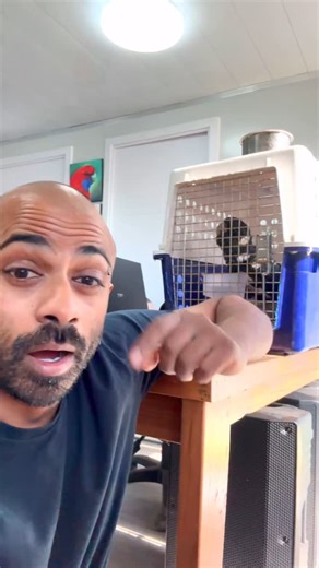 This is Erica 🖤❤️ A female red-tailed black cockatoo who was found lost and never claimed. Her journey to free flight isn’t fast — for birds like her, it can take years. She's learning to be wild again after living a life of captivity, isolation, and human dependency. Twice a day, Alex and I work on her fitness — encouraging her to fly short distances between us, slowly building the strength and confidence she’ll need to one day face strong winds and open skies. But it’s not just about flying. 