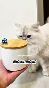 Cat🐱🐈 #cat #capybara #Rat #chinchilla #clownfish #fish #seaotters #otter #sugarglider #guineapig #pig #seaturtle #turtle #stoat #crocodile #bee #horse #reelsviralfb #reels #animlas #storytelling #fox #squirrel #fypシ゚viralシfypシ゚viralシalシ #fypシ゚viralシfypシ゚ #fypシ゚viralシ2025fyp #fypシ゚