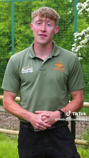 What is the difference between our Asiatic and our African lions? 🦁 🧡 If you have a Wild Cat Wonder leave it in the comments! #bigcats #animalsoftiktok #wildlife #nature #happyanimals #thebigcatsanctuary #conservation #beautiful #cats #lion #education #qanda #question