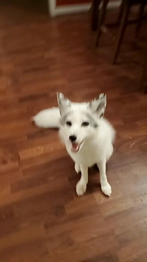 Playful Curious Fox - Sweet Moments with a Unique Pet