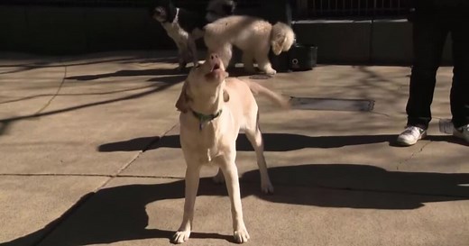 Anti-aging drug could add years to dogs' lifespan, according to a new study