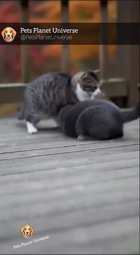 Shocking Moment: Cat Puts Itself Between Puppy and Attacker Cat (Loud Hisses!)