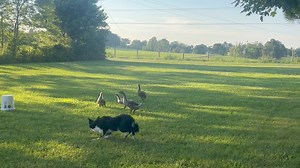 11K views · 225 reactions | Ty giving the new geese a spin. | The Quack Pack USA | Facebook