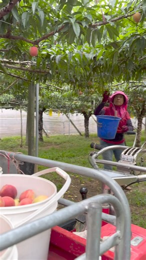 【產地即時快報📢粉嫩紅玉桃現正採收中🍑】 https://www.yooho.com.tw/url?code=kk5my 每到春天就是品嚐桃子季節 「台農4號」紅玉桃目前盛產期 置於常溫後熟香氣會越來越濃郁😍 變Q彈的口感之後冰冷藏風味更佳喔～ 台中彭爸有將近三十年的耕作經驗 以最接近自然的方式栽培水果 減輕環境負擔也照顧消費者的健康😋 📣新社紅玉桃採收中 https://www.yooho.com.tw/url?code=kk5my --- 週一至週五（9:00-18:00） 訂購電話：02-2748-0366 Line@專人客服請搜尋:@yooho | 悠活農村