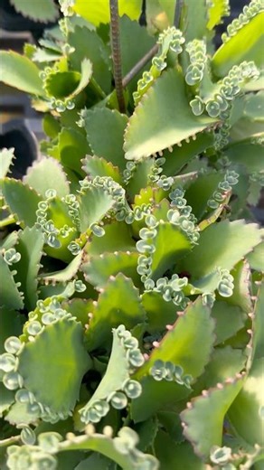 health benefits of kalanchoe pinnata plant #plant #health #tree #forest #garden